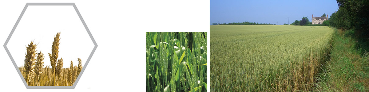 Red Wheat Bulletins Red Wheat Bulletins
