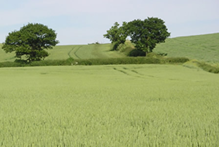 Red Wheat