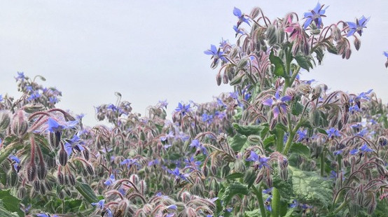 Borage