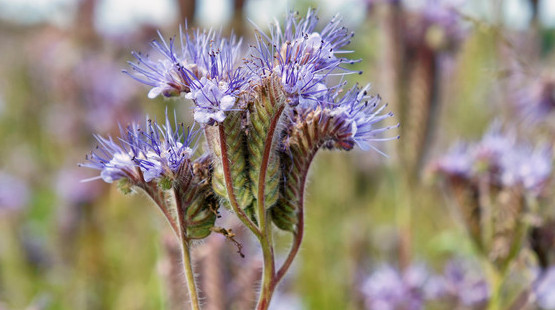 Cover Crops