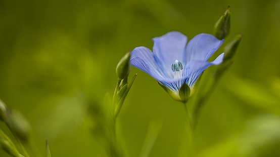 Winter Linseed