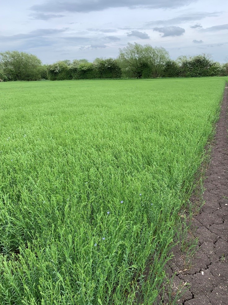 Alpaga Winter Linseed at JE Chamberlain 4th May 2022