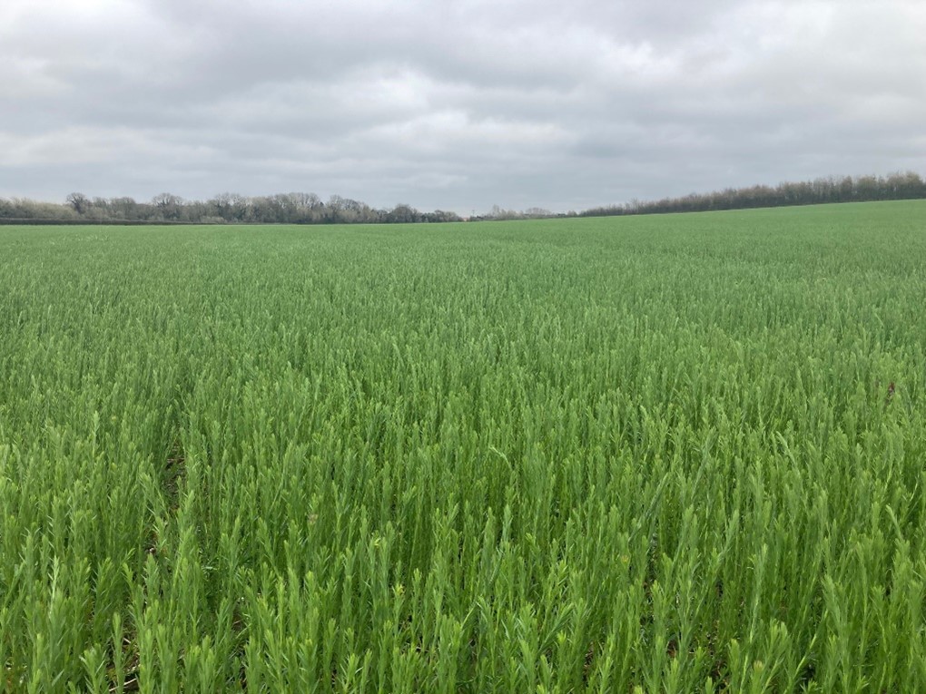 Alpaga Winter Linseed at JE Chamberlain March 2022