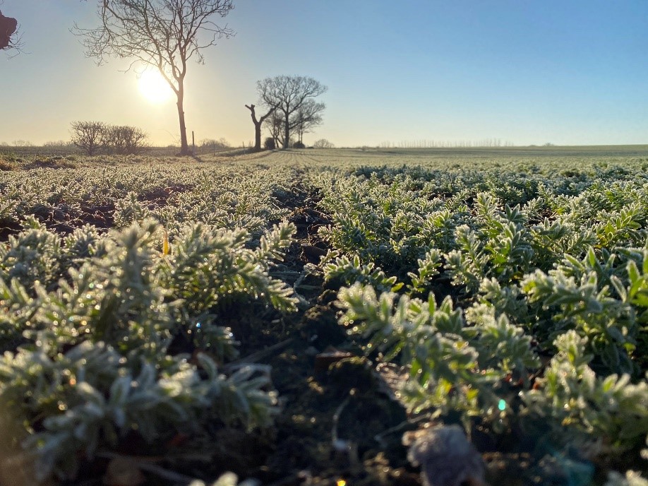 Alpaga Winter Linseed in Suffolk