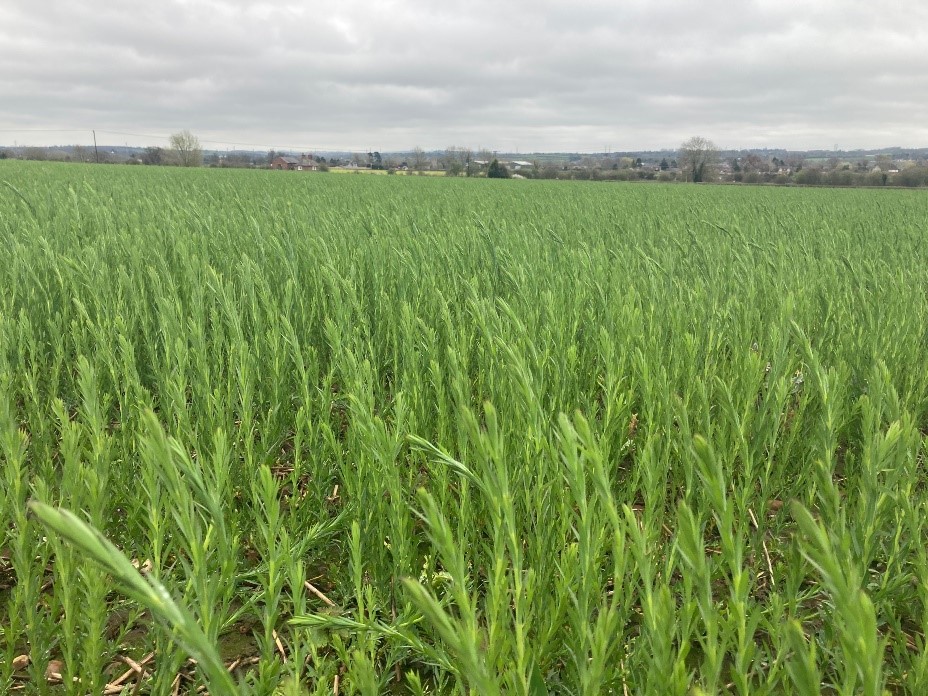 Attila Winter Linseed at JE Chamberlain March 2022