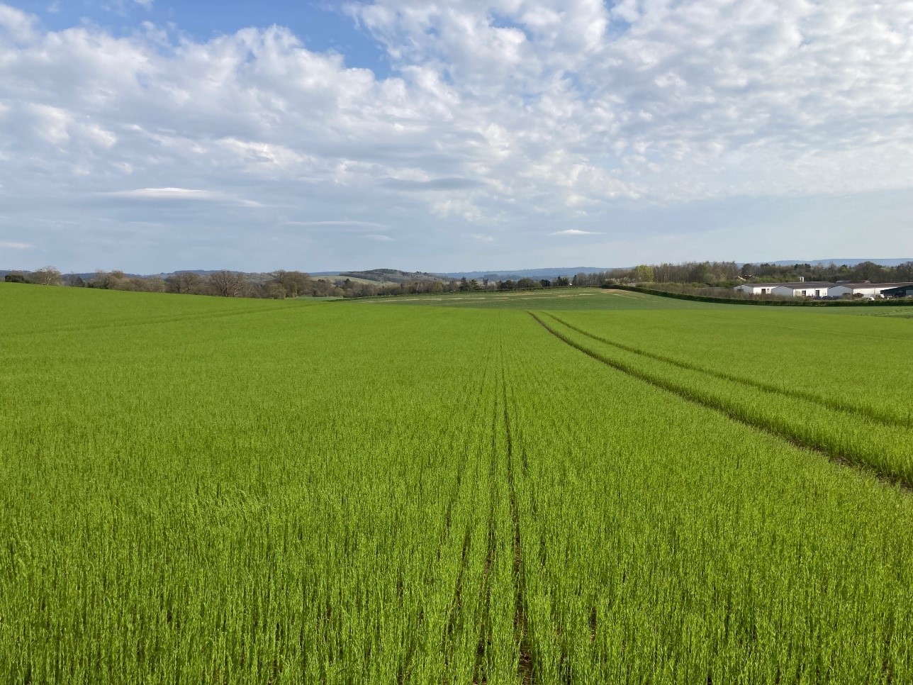 Attila Winter Linseed at NJ CV Turner March 2022