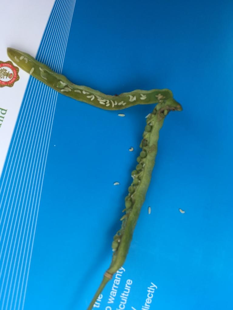 Brassica pod midge larvae found in the pods