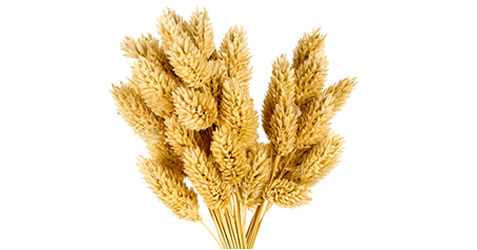 Canary Seed