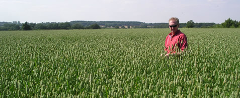 Canary Seed