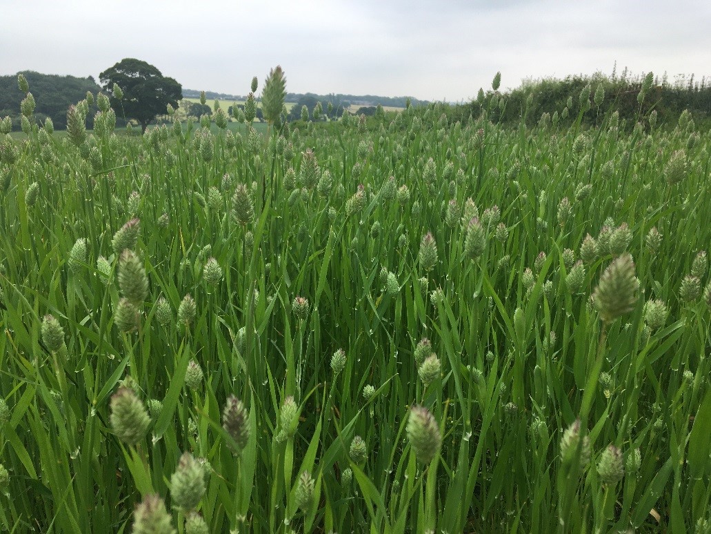 Canary Seed In Merseyside - Late June 2019 Canary Seed In Merseyside - Late June 2019
