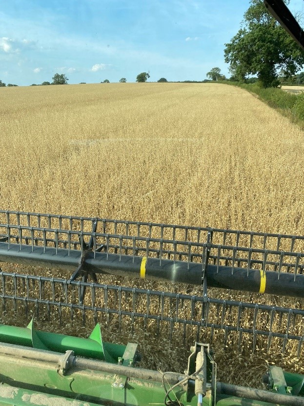 Canary Seed harvest in Nottinghamshire 14th August 2022