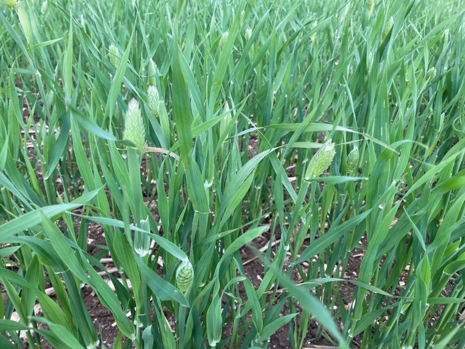 Canary Seed heading in Nottinghamshire end May 2022