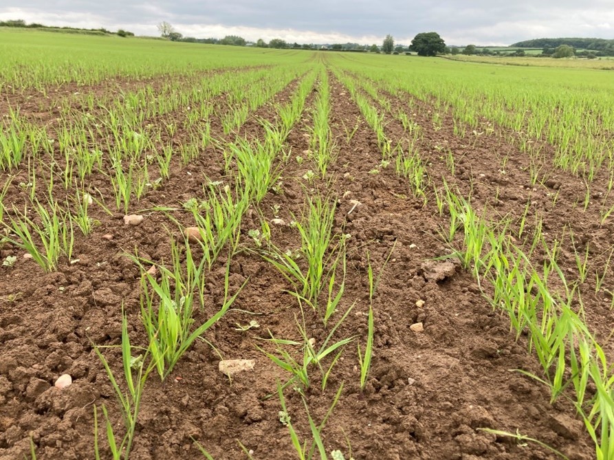 Canary Seed late drilled in Lincolnshire May 2022