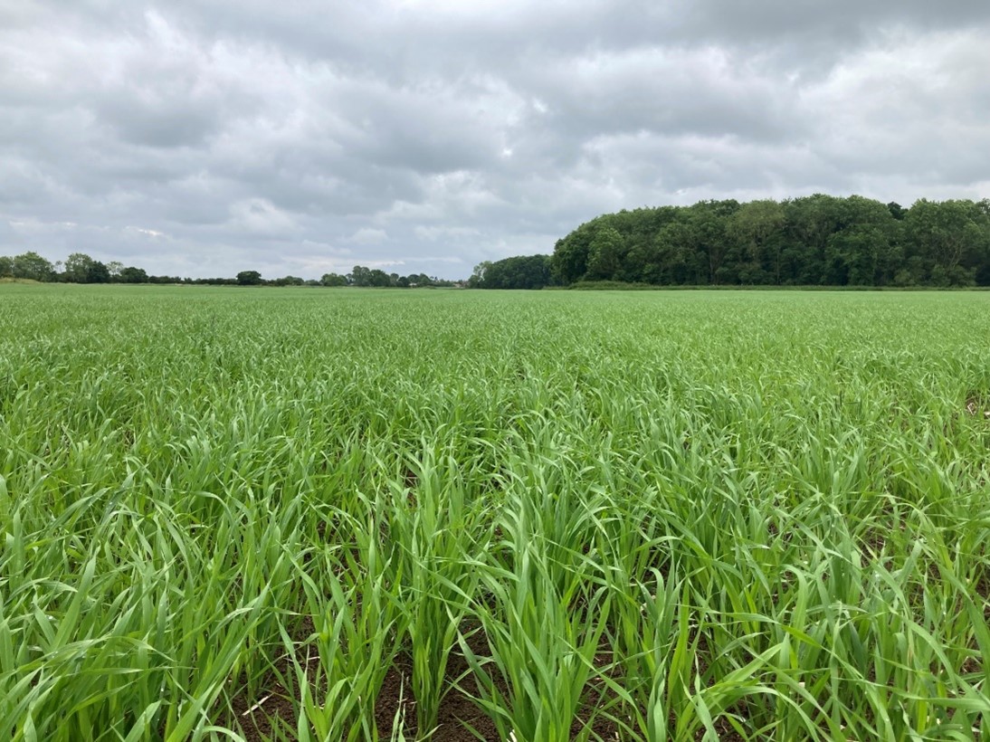 Canary Seed tllering in Lincolnshire end May 2022
