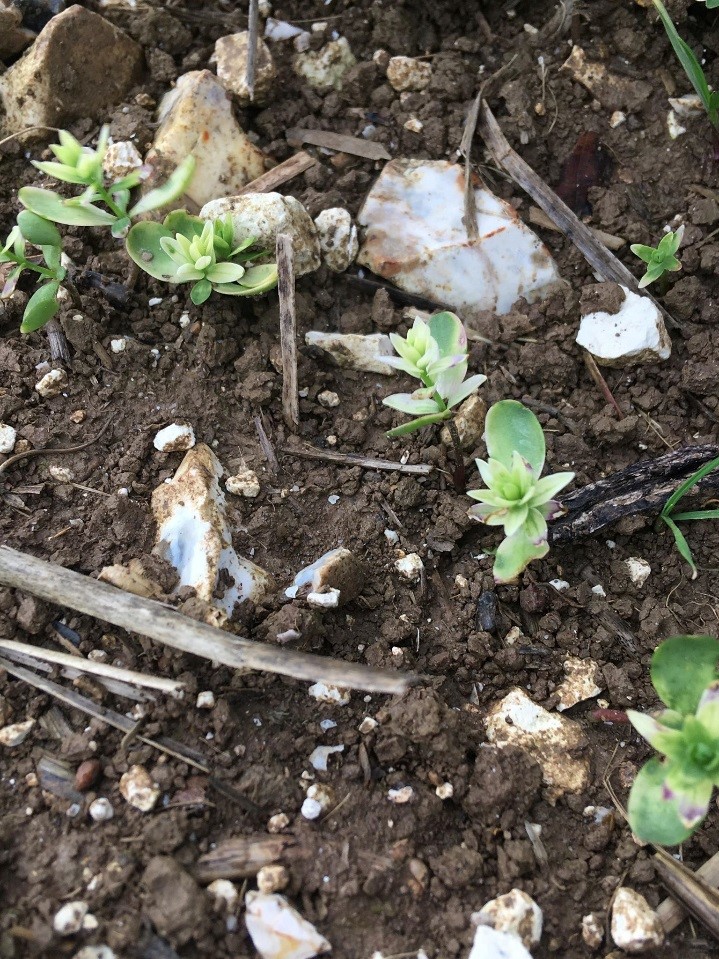 Clomazone Damage on Winter Linseed - October 2018