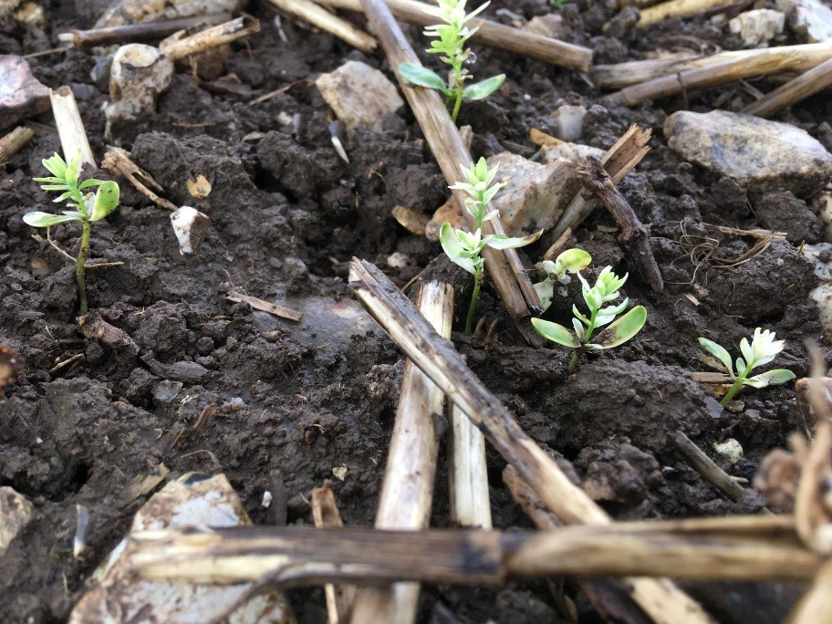 Clomazone Damage to Winter Linseed - October 2018
