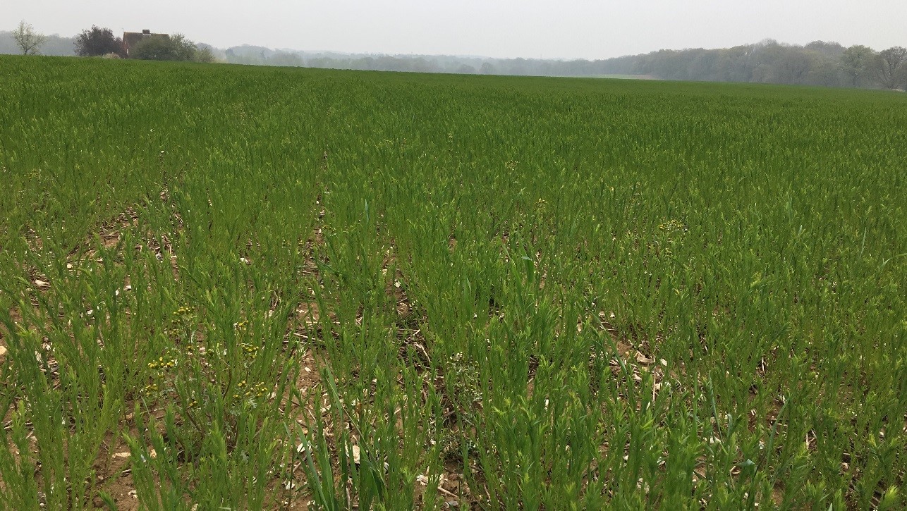 Clomazone Damaged Winter Linseed in April 2019