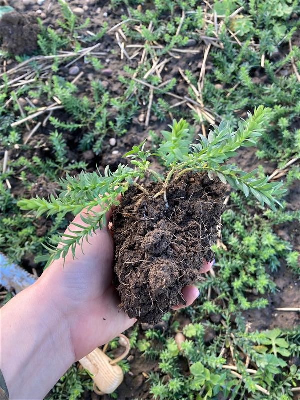 Crop rooting Febuary