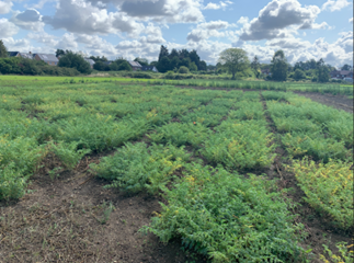 Extent of variation across 2023 Niab nursery plots