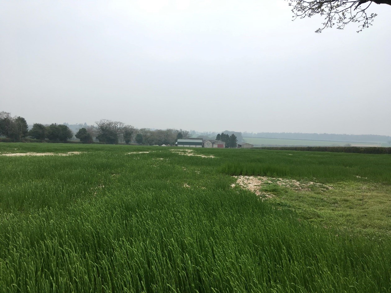 Winter Linseed field following Wireworm Damage - April 2019