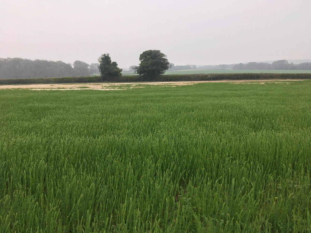 Winter Linseed Field following Wireworm damage - April 2019