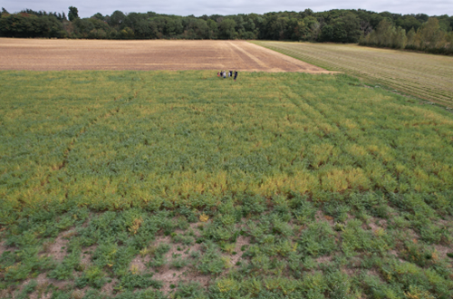 Field scale tests of sowing rate and drilling date interactions Place UK August 2024