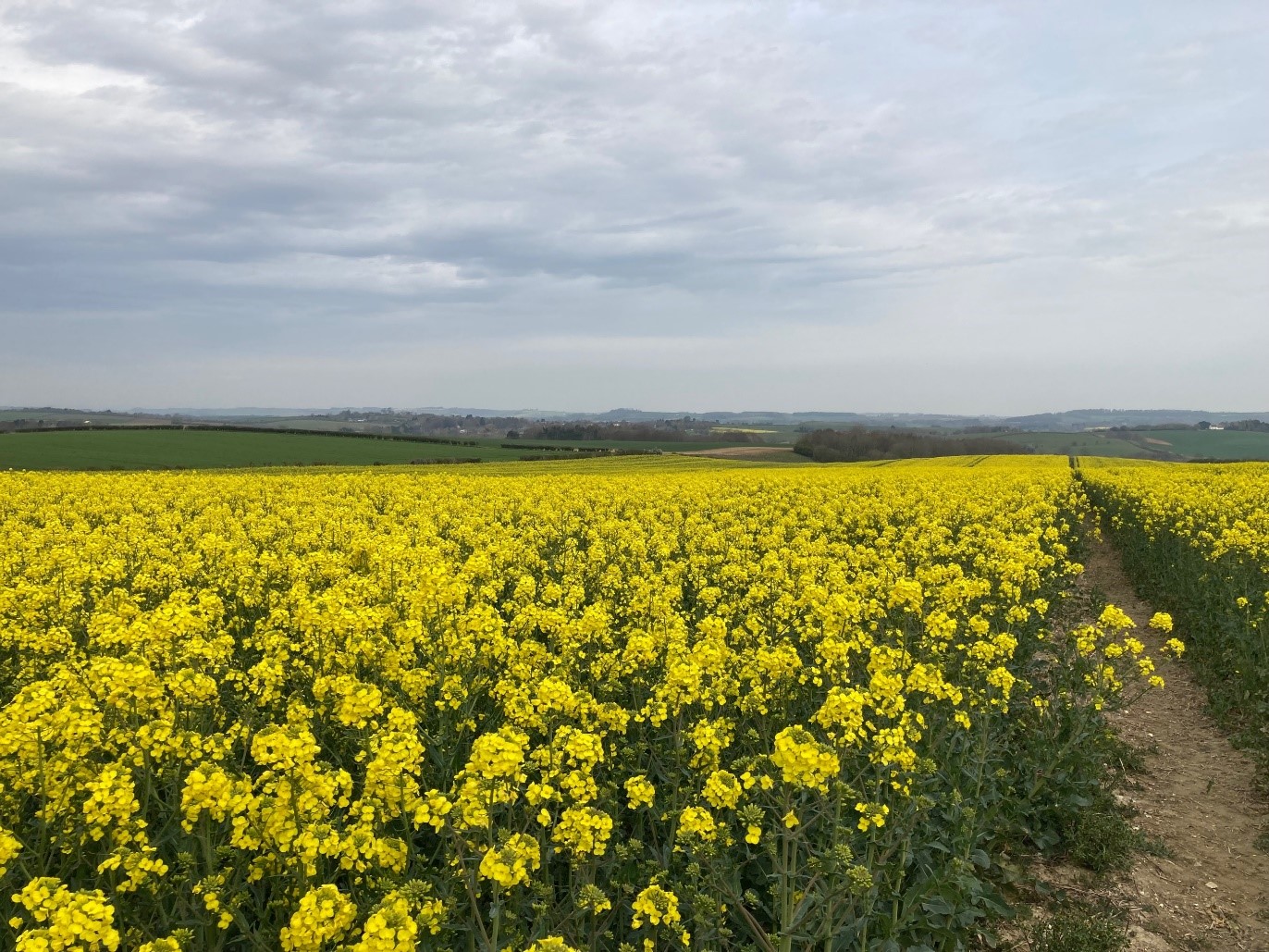 HEAR Crop Variety Rocca at Averys March 2022