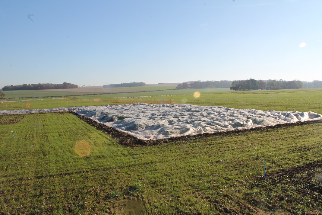 HEAR OSR Plots under fleece at Cereals 2022 November 2021 smaller