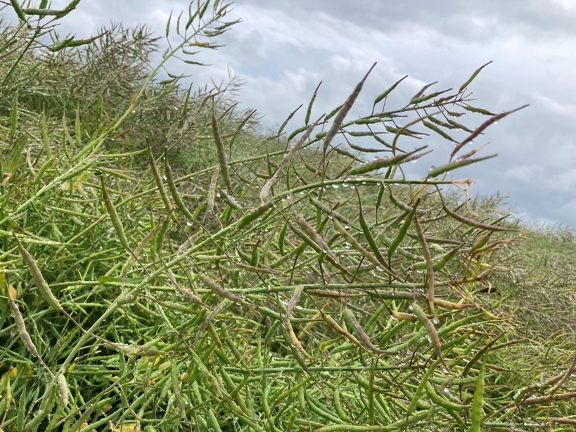 HEAR variety Rocca approaching maturity 2 in North Lincolnshire