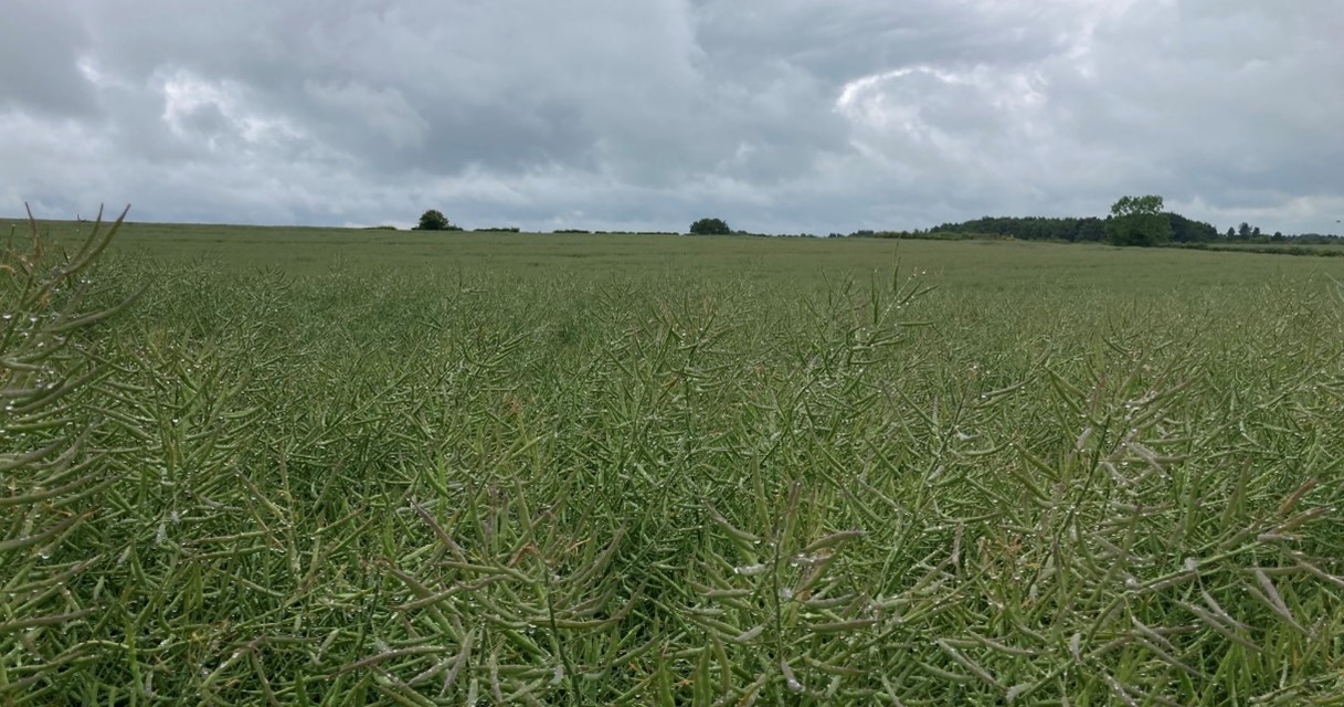 HEAR variety Rocca approaching maturity in North Lincolnshire