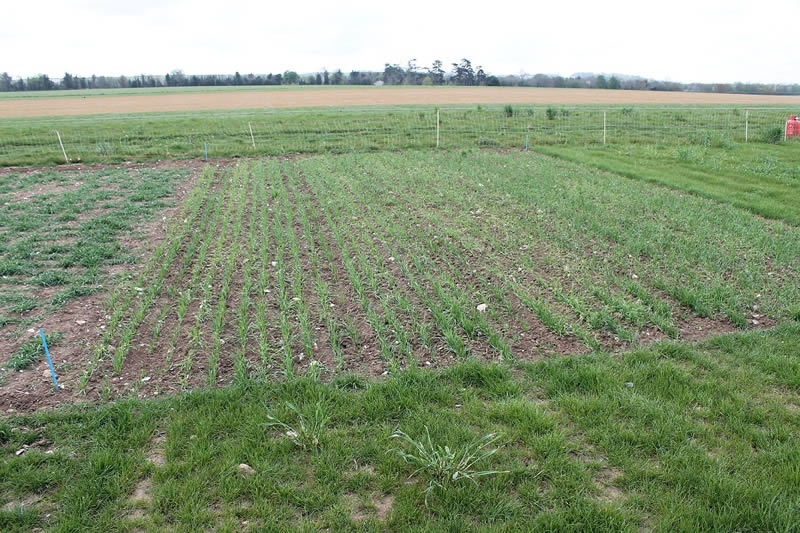 Red wheat plot