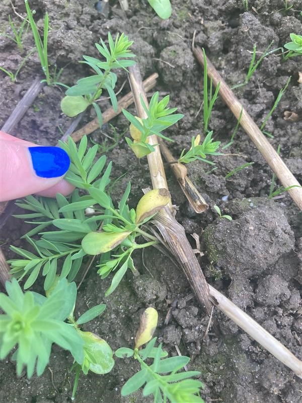 Kabatiella linicola on cotyledons of winter linseed