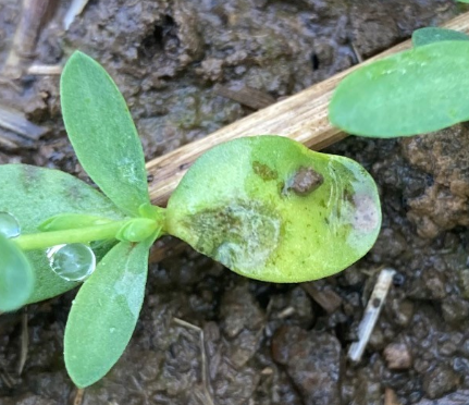 Kabatiella linicola on cotyledons of winter linseed 1