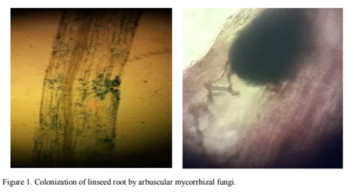 Lab_pictures_of_linseed_roots_colonised_by_AMFpng.png