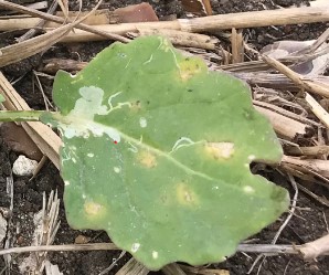 Leaf with signs of Light Leaf Spot, Phoma and Leaf Miner