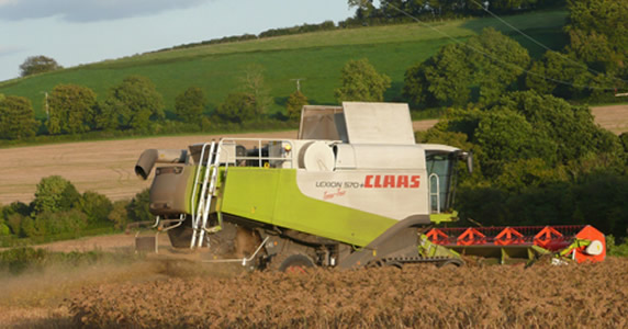 Millet Harvesting Millet Harvesting