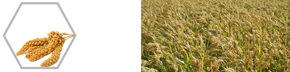 Millet Agronomy Millet Agronomy