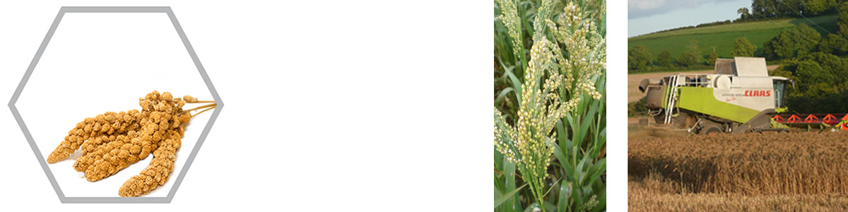 Millet FAQ Millet FAQ