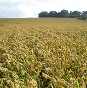 Millet Millet