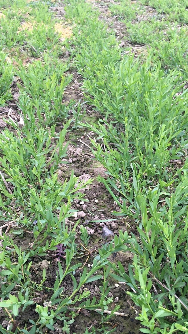 New growth in Winter Linseed following pigeon grazing