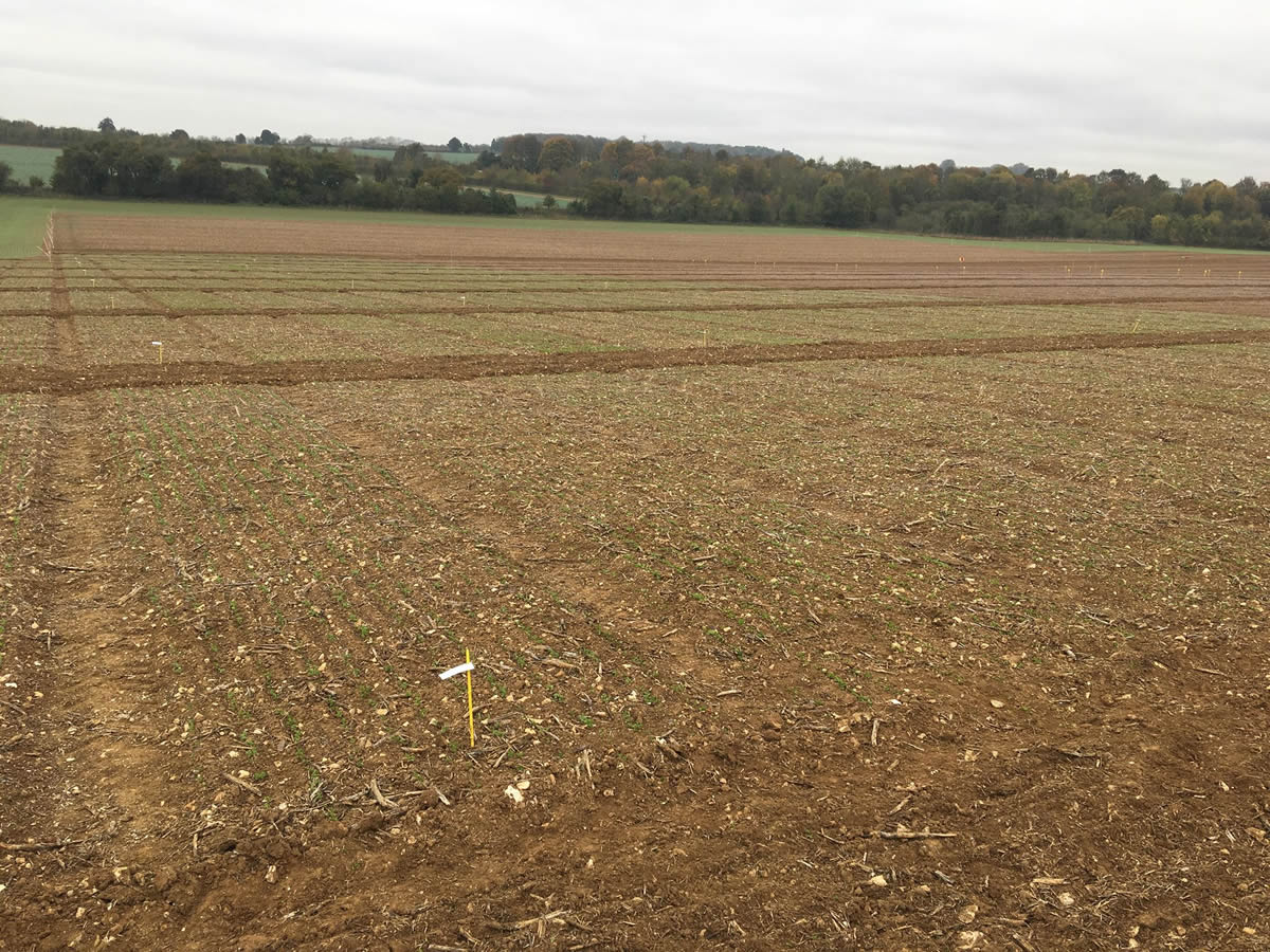 Winter Linseed Trial - Sutton Scotney - October 2019