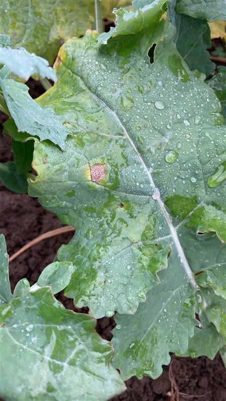 Phoma Leaf spotting seen on 25th October