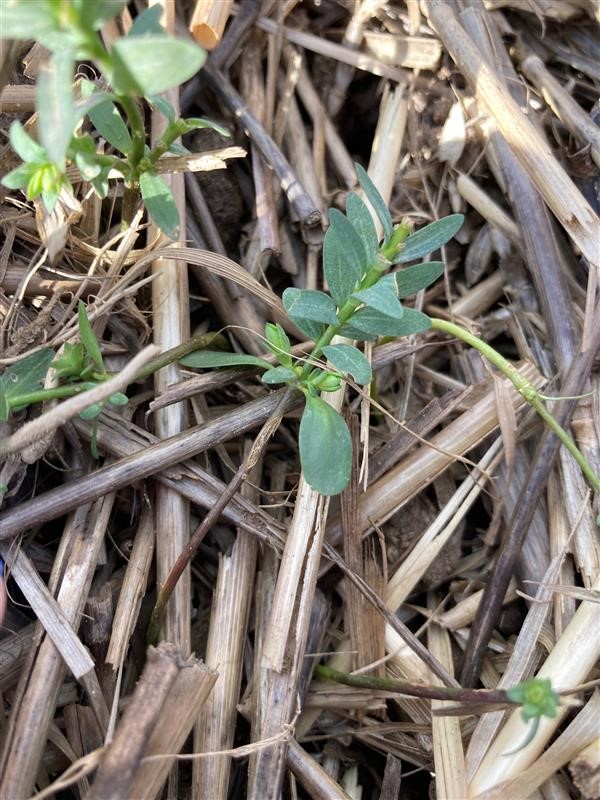 Pigeon Damage on Winter Linseed