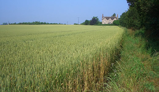 Red Wheat