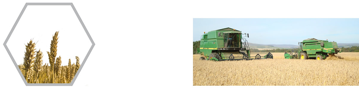 Red Wheat Market Values