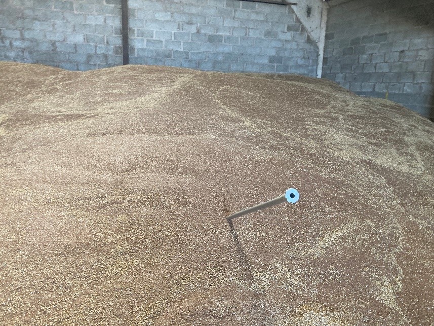 Sampling spring Linseed Marquise for YEN in Worcestershire 14th August 2022