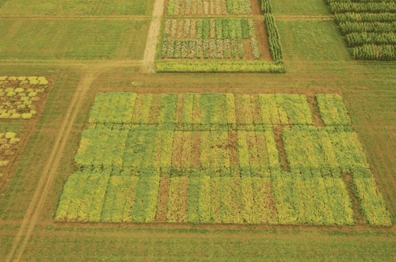 Seed rate left variety centre and herbicide trials right Niab September 2024 1