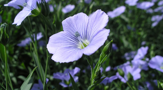 Spring Linseed