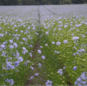 Spring Linseed