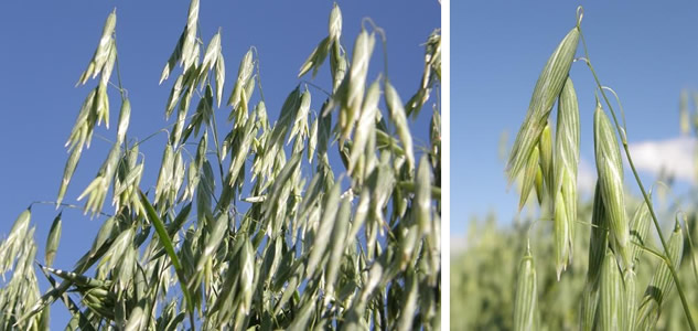 Spring Naked Oats Spring Naked Oats